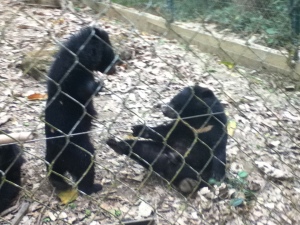 Asian black bears